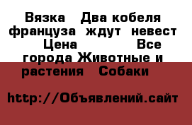  Вязка ! Два кобеля француза ,ждут  невест.. › Цена ­ 11 000 - Все города Животные и растения » Собаки   
